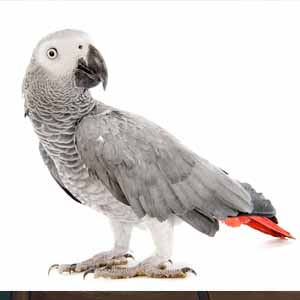 I really love exotic birds :)