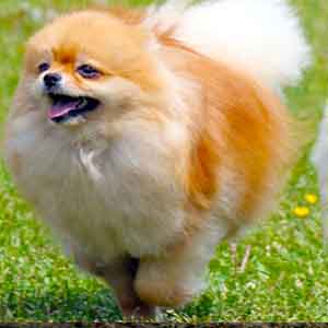 I love doggie dogs :)